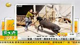 新疆刀郎羊骤涨至千万元 一只能买一栋楼