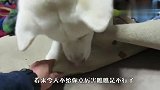 狗狗当着主人的面拆家，主人：看我不给你点厉害瞧瞧！