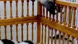其他小朋友都在睡觉，有一只小熊猫想乘机逃跑被抓了个正着