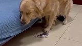狗狗这是怎么了，在掩耳盗铃嘛