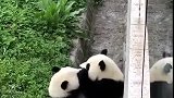熊猫：君子动口不动手，咋还扣眼珠子呢！