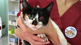 流浪猫太造孽 被人戳瞎一只眼睛，看它虚弱的样子好心痛
