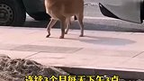 狗子做了绝育后 连续三个月 到宠物医院门口骂街