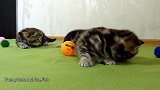 好可爱的小奶猫，这萌萌的小模样，真好玩！