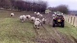 牧羊犬箭一样的速度赶羊回圈
