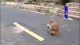 小区里来了“不速之客”，定睛一看是“猴哥”！