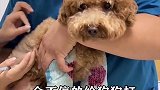 茶杯犬表面十分可爱，但背后却十分残忍，看完你还想养吗?奇闻趣事