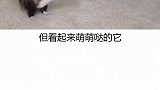 小浣熊 这样的干脆面，你想养一只吗？浣熊 宠物