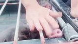 不是说猪是很聪明的动物，小猪崽被卡住脑袋，真的是奇耻大辱了！