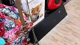 主人意外发现家里的猫是夹子猫