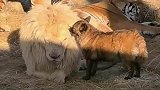 孩子都到了叛逆期，不省心也不好管