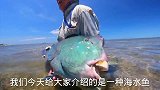 90多斤大鱼，一口大板牙，吃海胆嘎嘣脆，保护鱼类，日本却爱吃