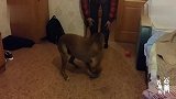 主人下班回家，拳师犬激动得又亲又抱，网友：比我媳妇还粘人