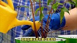 海南黄花梨树的养殖方法和注意事项