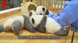 三只熊猫宝宝趴着玩，不停地在原地动来动去，管理员的反应暖心