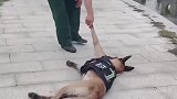 警犬下班之后的搞笑反应，谁还不是个宝宝呢！