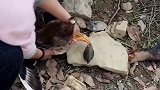 鸭蚌相争，饲养员只好含泪把蚌砸坏了，保住大鹅的性命！