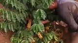咖啡豆采摘，新鲜采摘