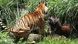 老虎捕猎野猪，一口咬在野猪脖子上，真的是撕心裂肺！