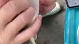 大姐真是会玩啊，好好的河豚，被你玩成了玩具