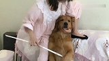 金毛的女主太逗了，汪星人一脸无奈