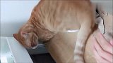 生气的猫咪比女朋友还难哄，这次可长见识了！