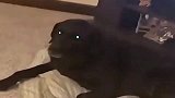如何快速失去一只狗黑狗：嫉妒使我面目全非！