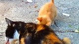 太奢侈了吧一次就给小野猫这么一大块牛排也不怕给撑坏了