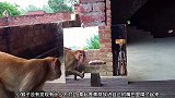猴子照镜子，对自己的样子不太满意，猴子一惊一乍的