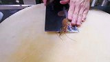厨师小哥制作的：“蒜蓉粉丝蒸对虾”做法新颖得到顾客一致好评