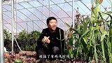 令箭荷花一个叶片花苞“几十个”，采用1种方法，你也可以做到！