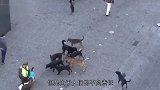 一夜之间，上千条流浪狗命丧街头，真相背后令人无奈啊