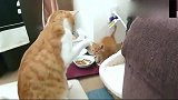 带回家一只小猫，大橘不淡定了，竟想对小猫下“毒手”