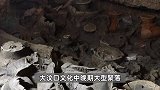 河南发现距今约5000年大墓，推测为古国君主墓葬，出土遗物350余件