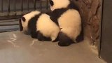 熊猫：小老弟你不要过来，我不想伤害你
