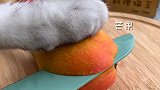 猫王：像油画一样漂亮的海洋思慕雪，超级简单，有手就能学会会做饭的猫