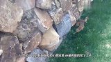 黄鼠狼带孩子回家，爬上墙头想抄近路，下一秒请憋住别笑！