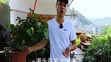 三角梅有这种枝条，决不能保留，想开花赶紧剪掉