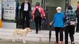 86岁奶奶去医院，狗狗冒雨等待数小时