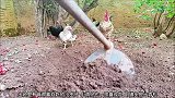 母鸡把挖出来的小蚯蚓都给自己的孩子吃，公鸡则是在一边看着