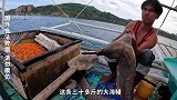 三十斤大海鳗剁碎当鱼饵，没想到直接捅了鲨鱼窝，硬核饵钓硬核货