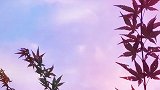 一起走过岁月里，因为朋友存在而泛着七彩的光。（晚间小区随拍）