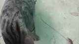 这一幕把人看呆，猫咪对食物好执着