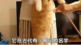 你家猫在古代叫什么名字