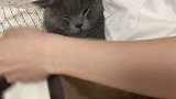 这是一个有味道的视频 憋着气看～猫咪 蓝猫