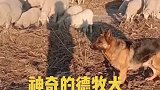 这个德牧犬工作很棒