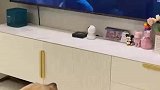 狗子看电视太入迷，竟然去舔电视屏幕