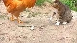 铁公鸡喵桑也不可能是对手