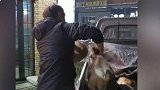 货车运活羊被逼停：羊叫声像孩童哭声 被误会拐卖儿童