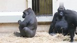 母猩猩生气了，公猩猩居然哄老伴，好老伴